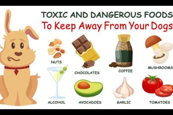 7 Foods to Avoid with Diverticulitis NHS Guidelines: Expert Dietary Guidelines 7 Foods to Avoid with Diverticulitis